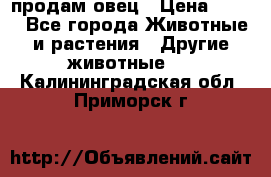  продам овец › Цена ­ 100 - Все города Животные и растения » Другие животные   . Калининградская обл.,Приморск г.